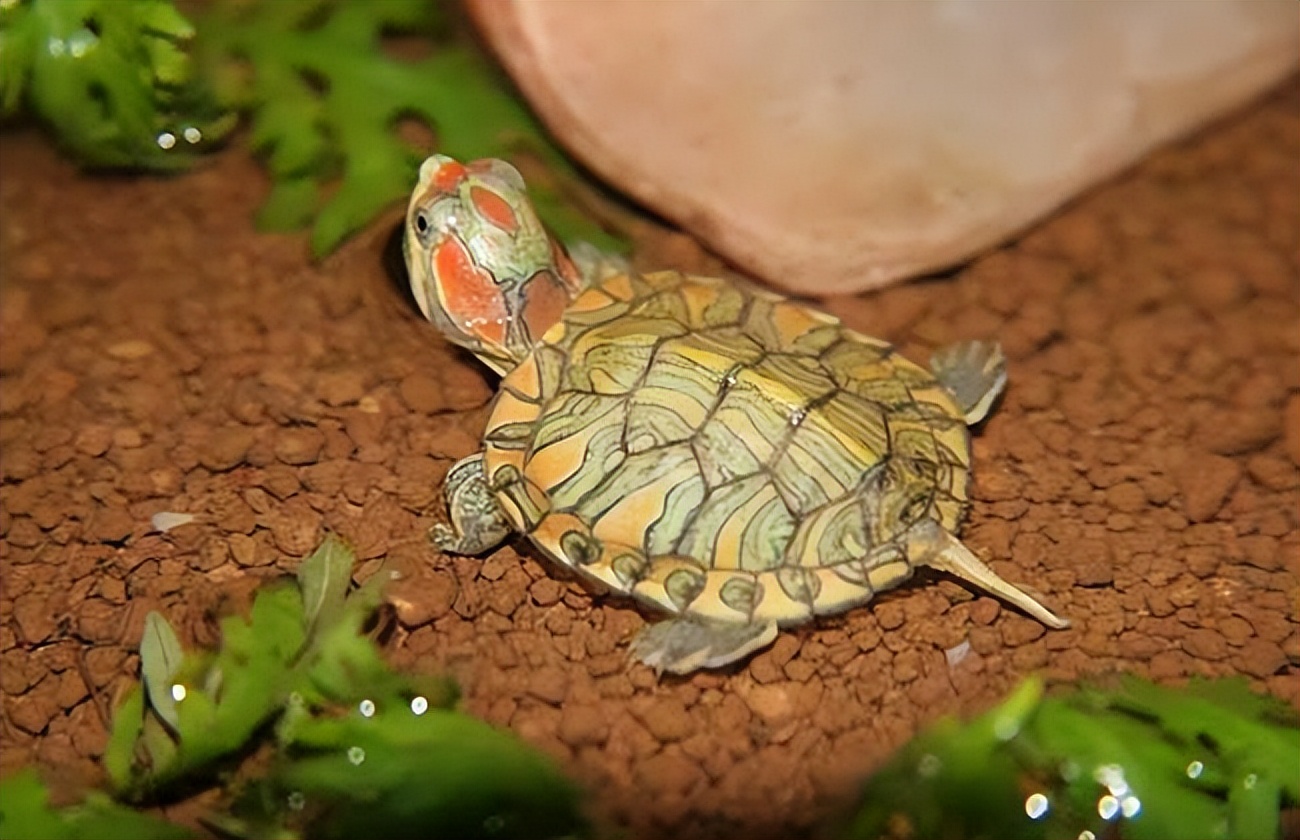 巴西红耳龟的饲养方法,成年大巴西龟红耳龟冬眠用什么土