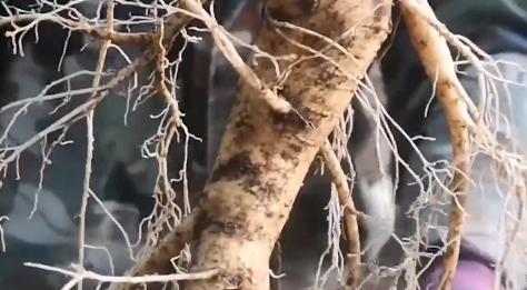 山东大妈人参,山东大妈家中人参值千万