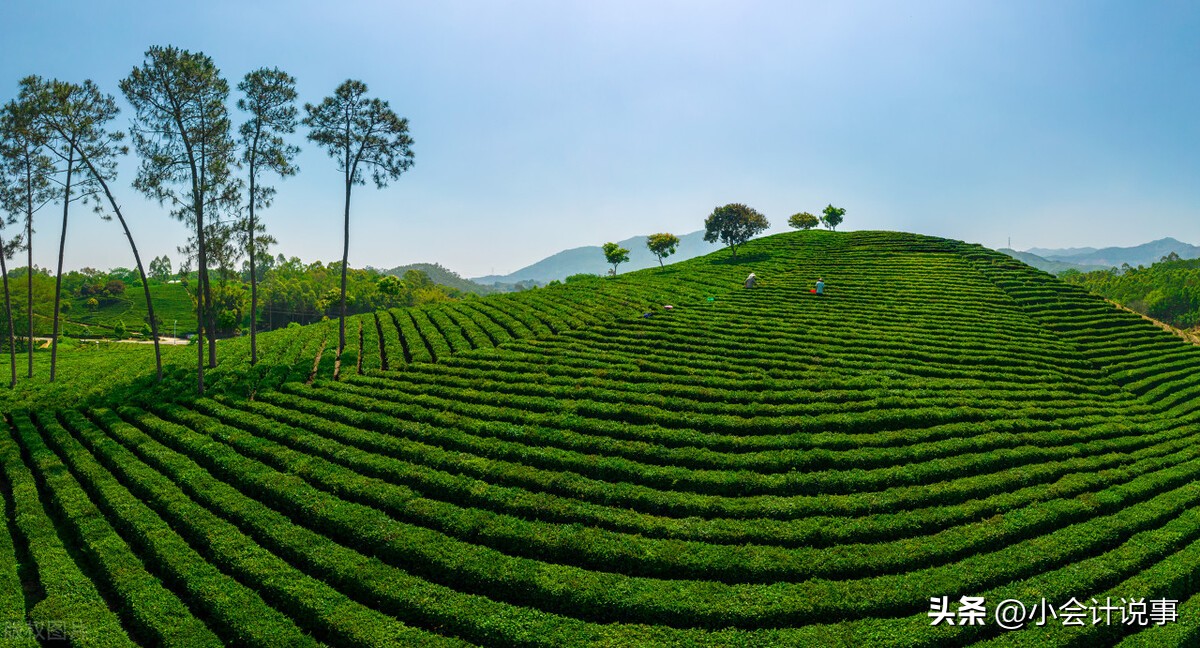 喝茶的好处和茶叶的档次有关系吗,喝茶避坑指南这六种茶叶少喝