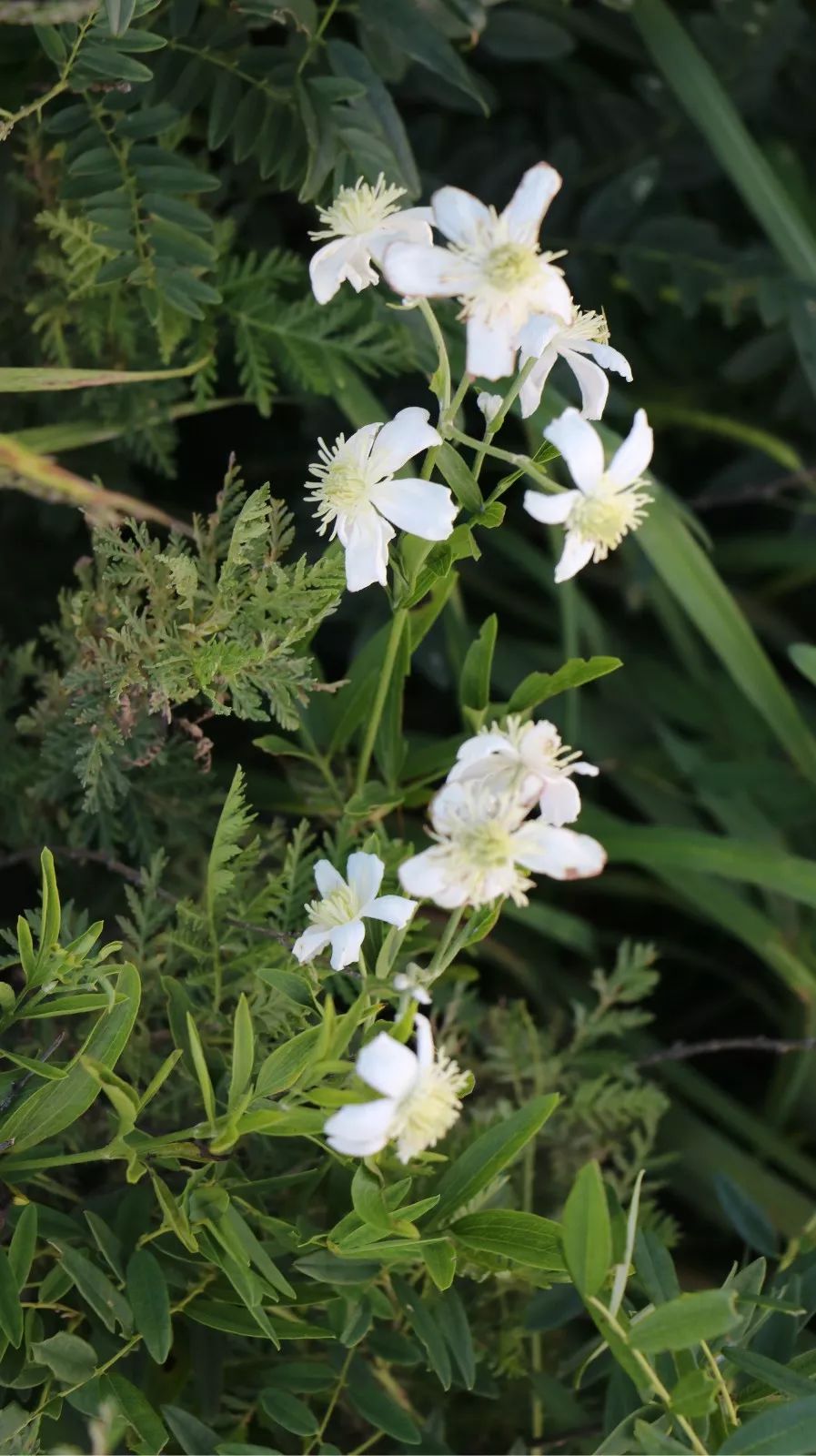 150种常见药用植物大全,150余种常见药用植物花期组图