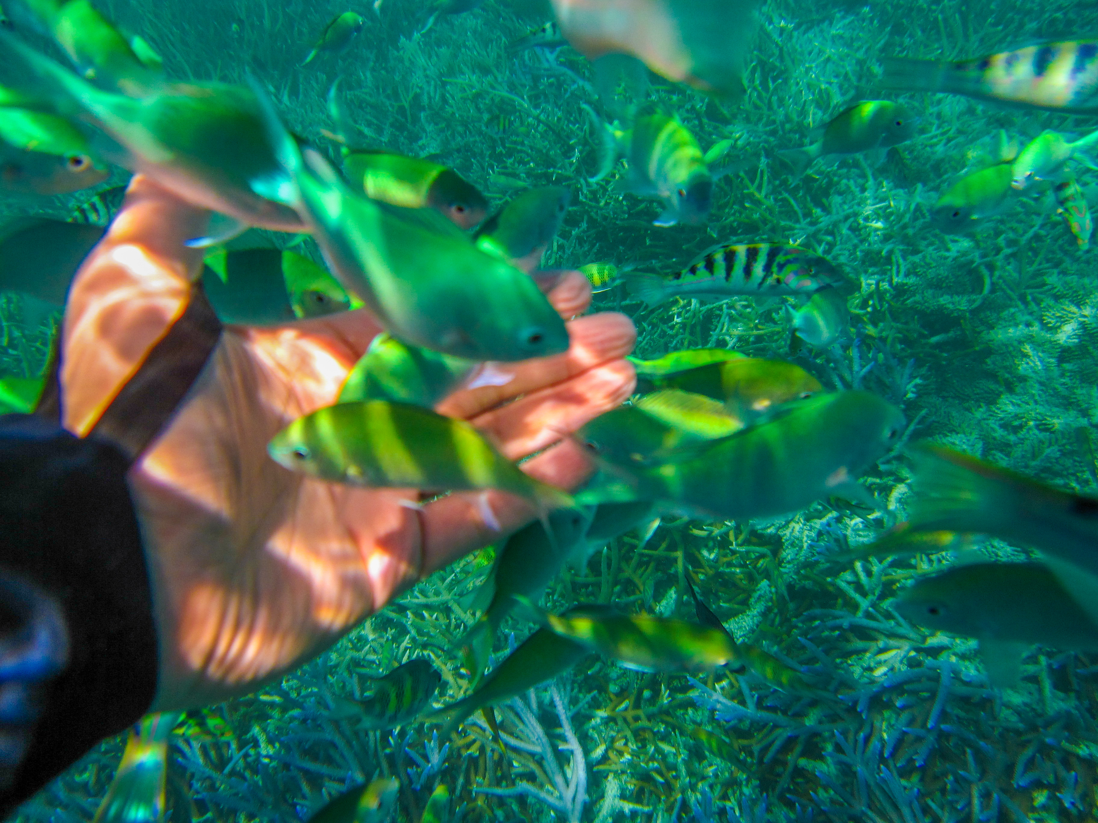 上帝的水族箱,上帝的鱼缸马尔代夫