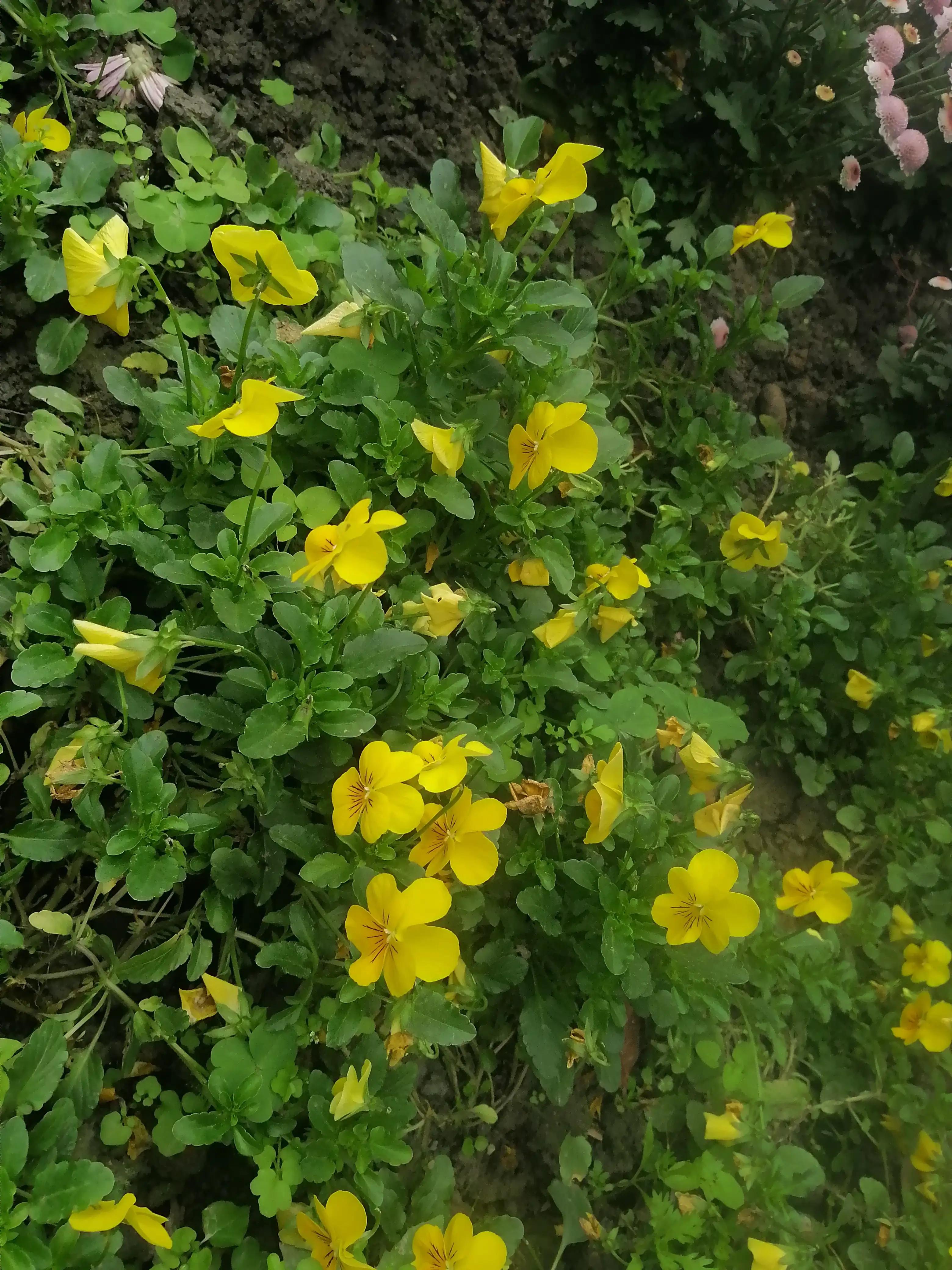 美艳但清冷,美艳又清冷的长相