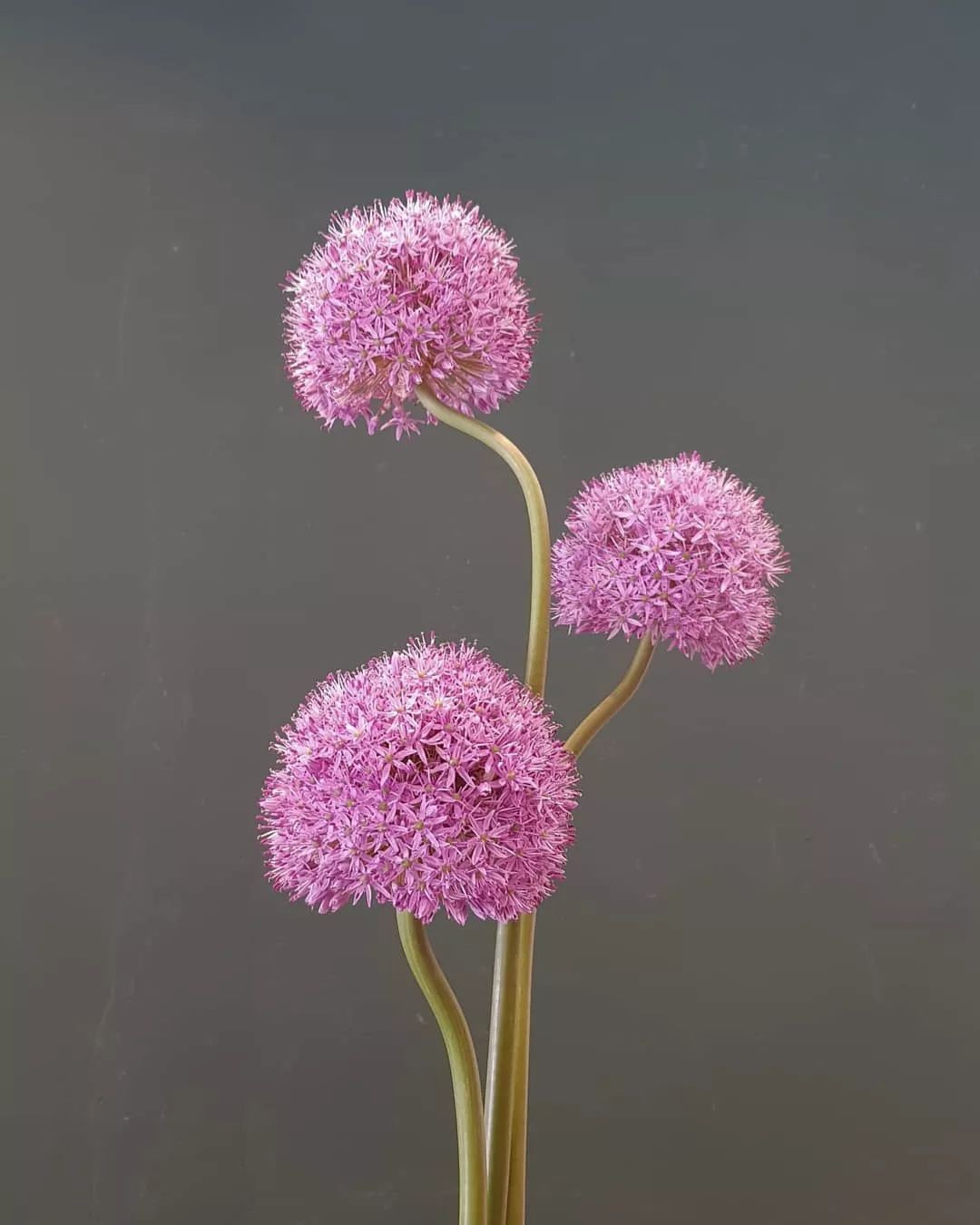 闀垮緱鍍忚冻鐞冧竴鏍风殑妞嶇墿,鍜岃冻鐞冩湁鍏崇殑妞嶇墿