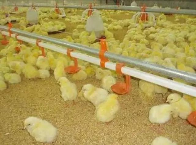 农村小院养鸡喂什么挣钱多,庭院养鸡种菜两不误