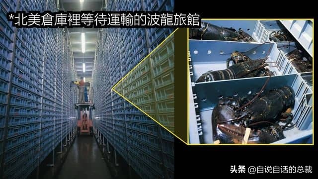 龙虾青龙和花龙区别,龙虾也是生物为什么我们要吃它