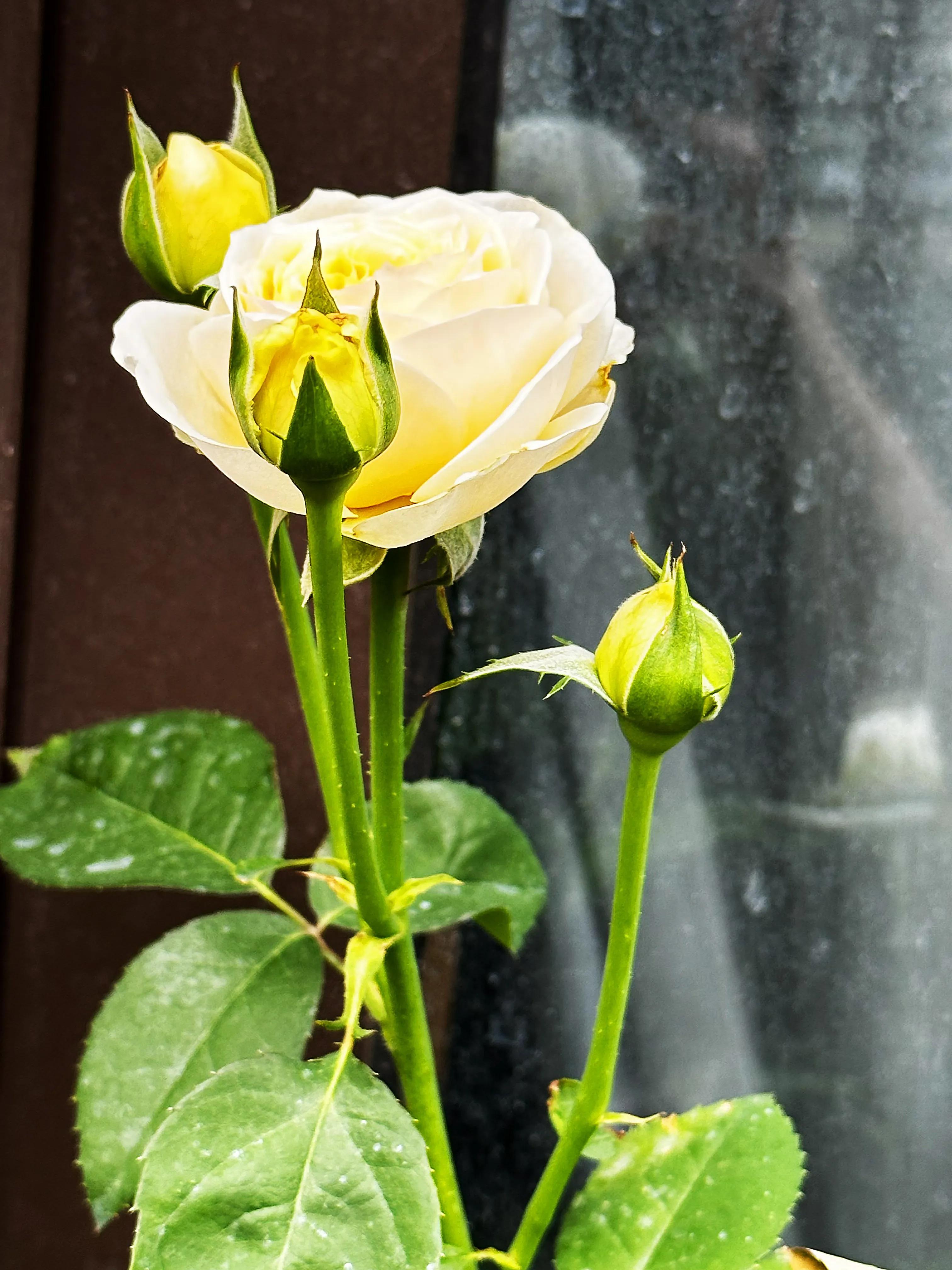 多季节开花的月季有哪些,夏天月季开花不标准