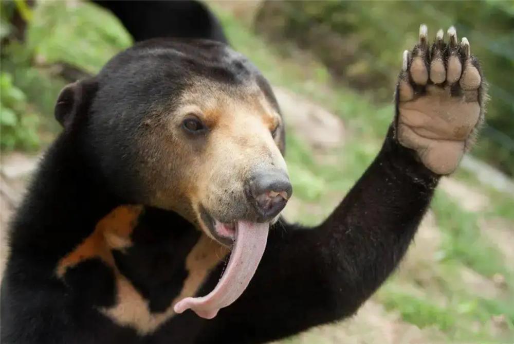 熊出没挖蜂蜜,熊出没之熊二掏蜂蜜