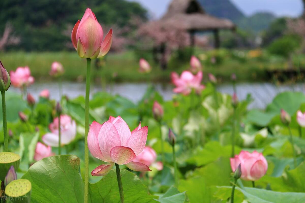 普者黑有哪些风景点,普者黑山水美如画