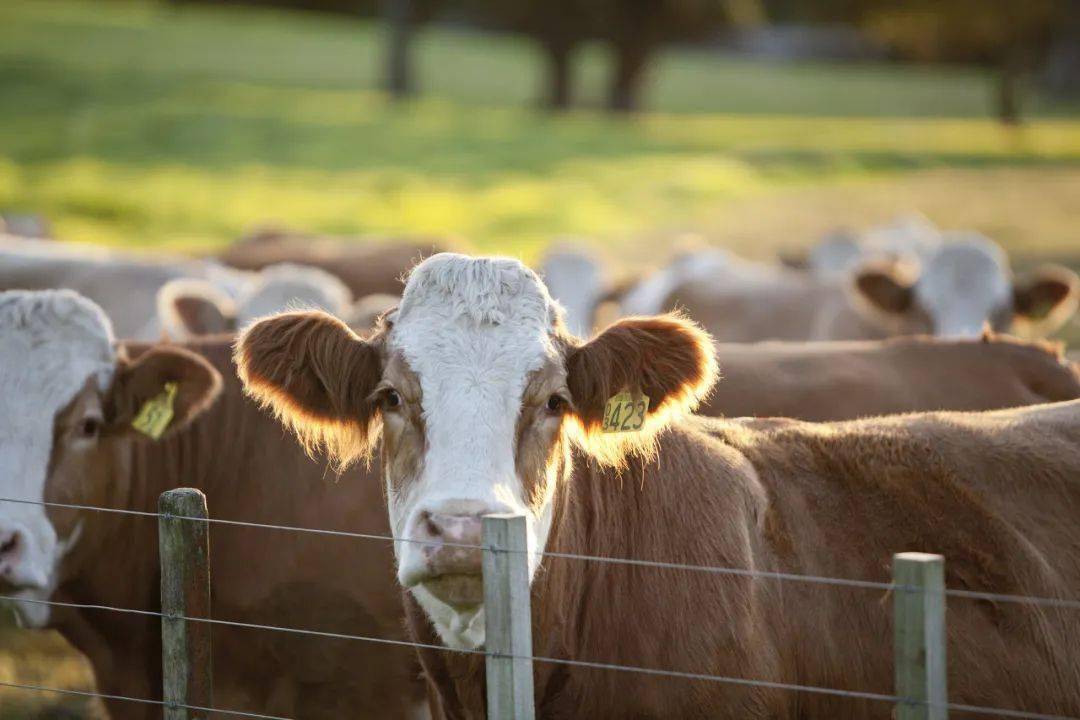 美国实力最大的州是哪一个,美国是50个州还是51个州