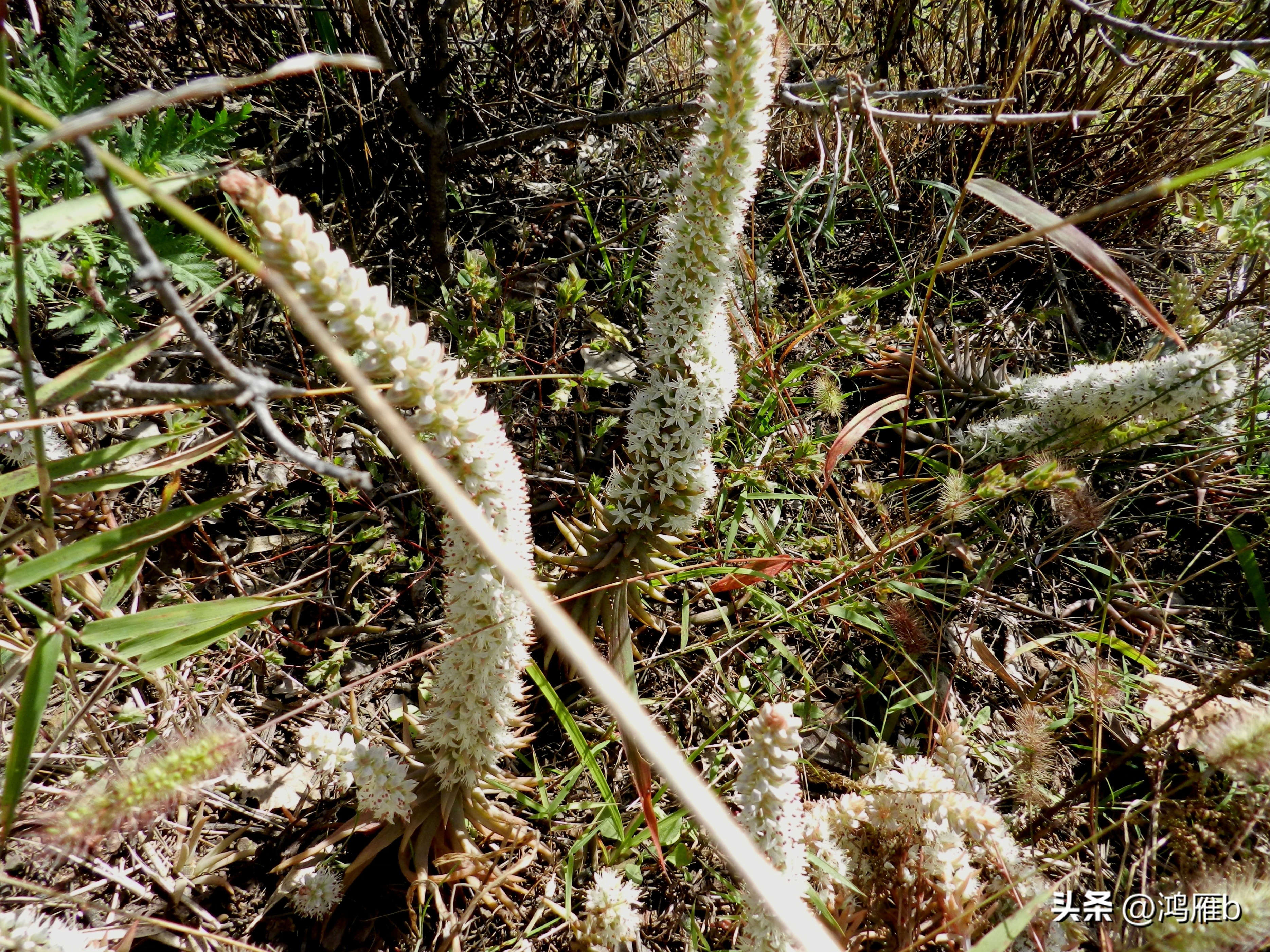 十大耐阴多肉植物,狼爪瓦松是多肉吗