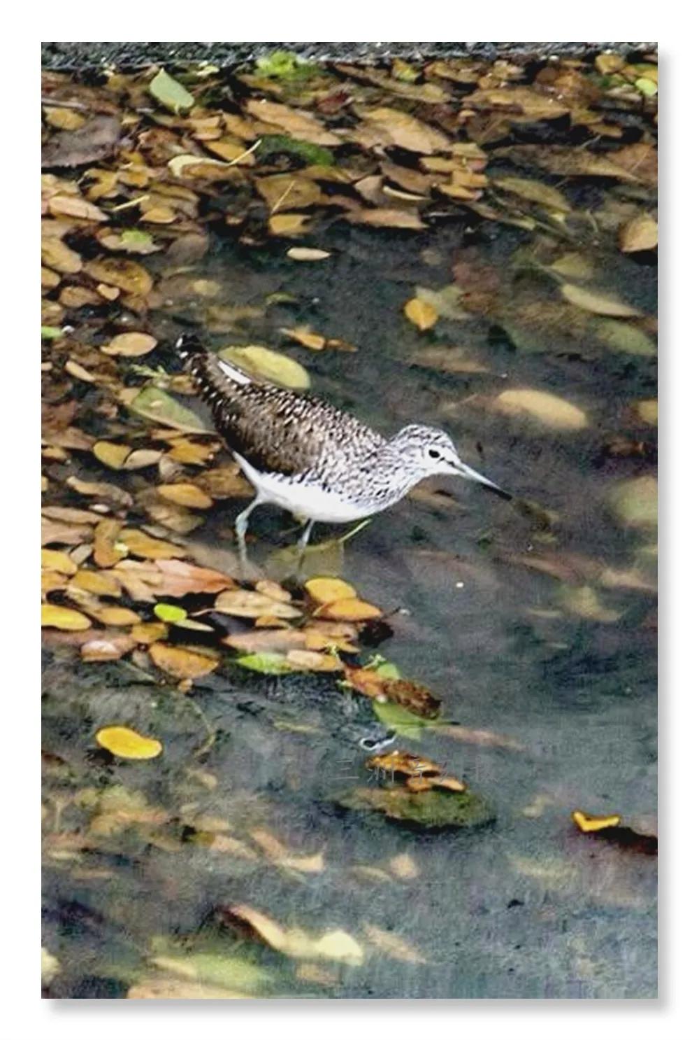 上海国际汽车城安亭,上海安亭国际汽车城