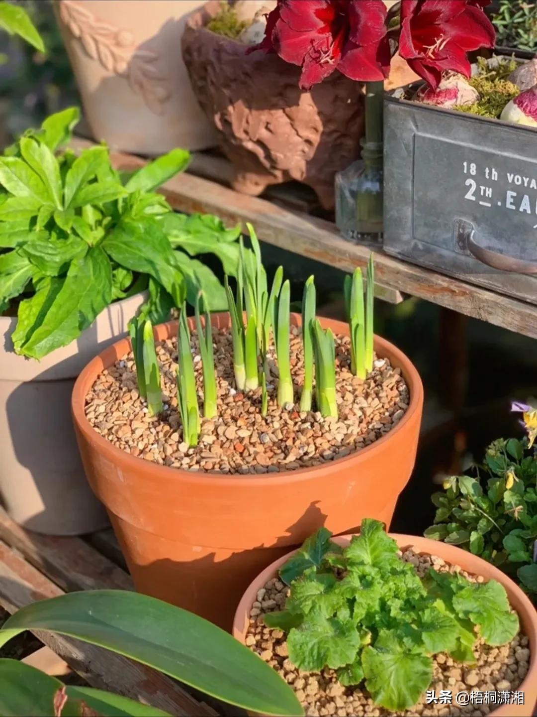 这种花养护非常简单,4种花随便一养就爆盆