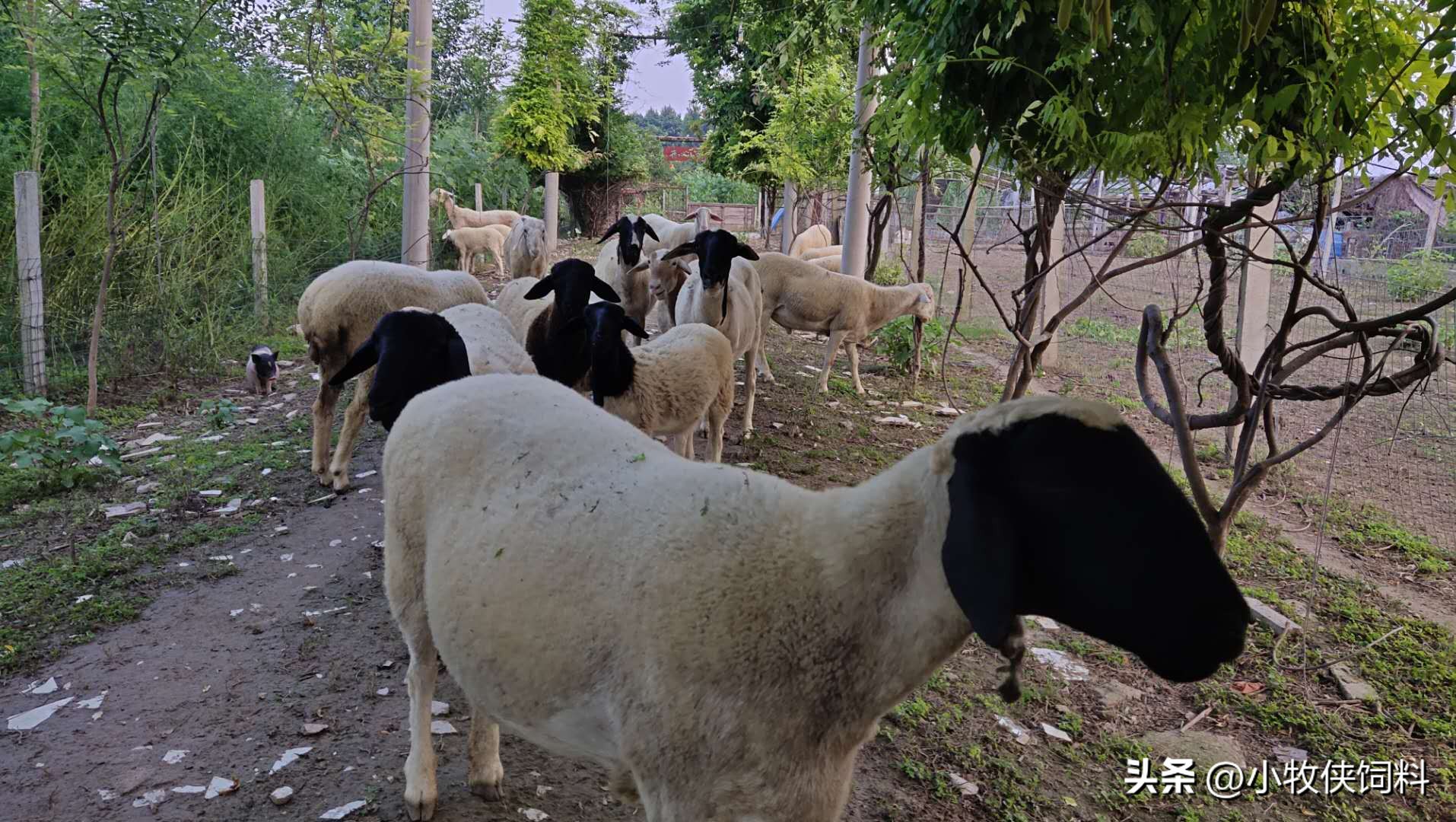 母羊子宫脱出难产怎么治,母羊子宫脱出