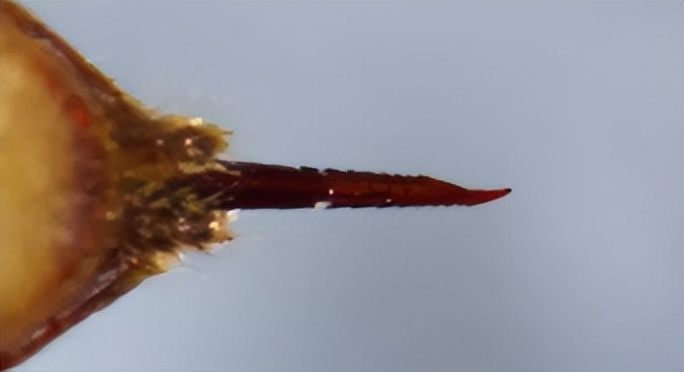 广西马蜂蜇伤事件,扫墓被马蜂蜇死