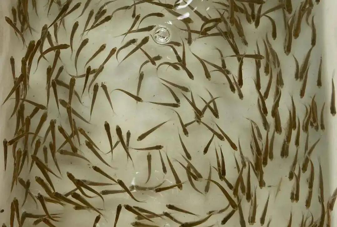 广东男子花10万,广东男子花4500元