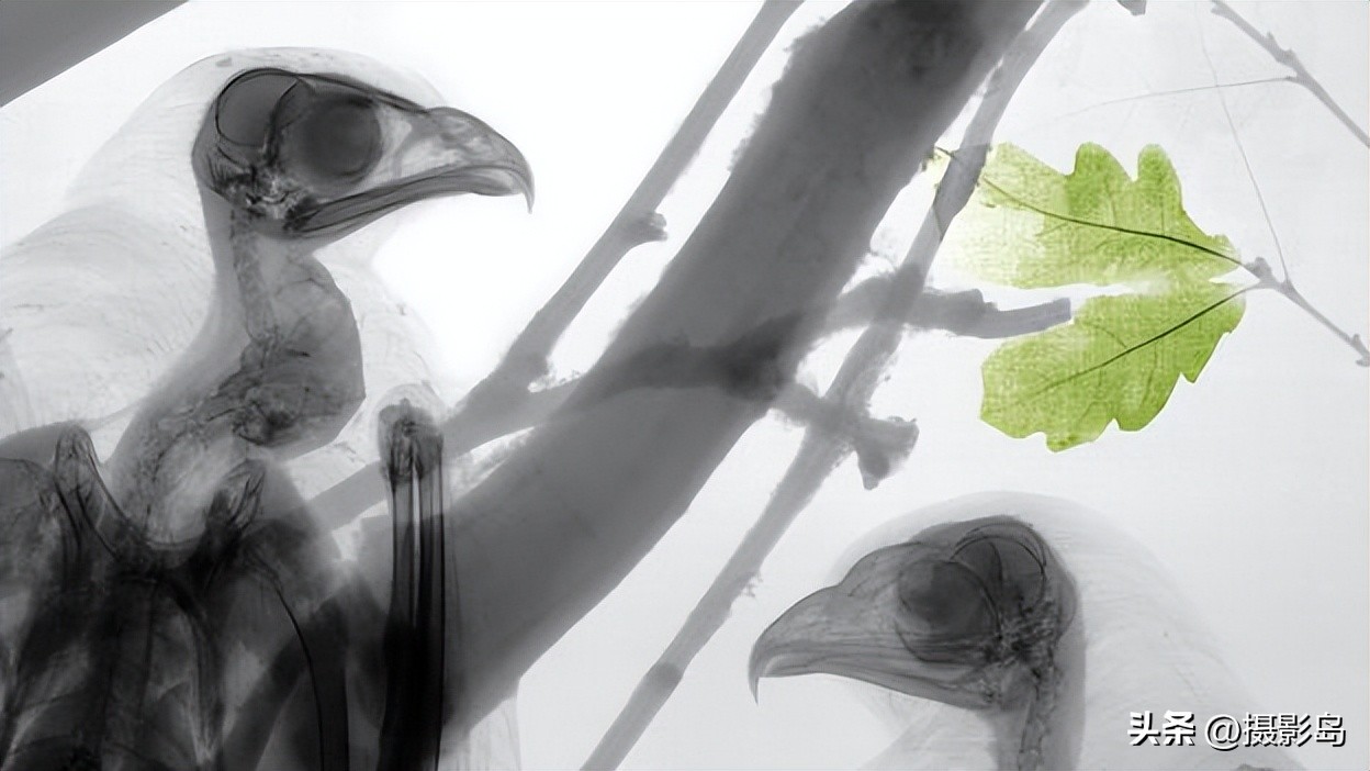 x射线数字成像检测专家,x射线专家