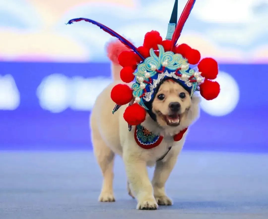 宠物萌动,深圳第10届深宠展