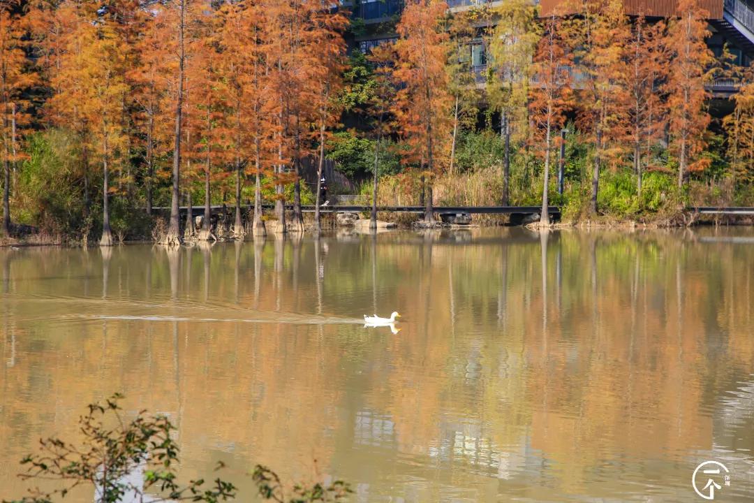 深圳4个绝美海岛,深圳值得游玩的小岛