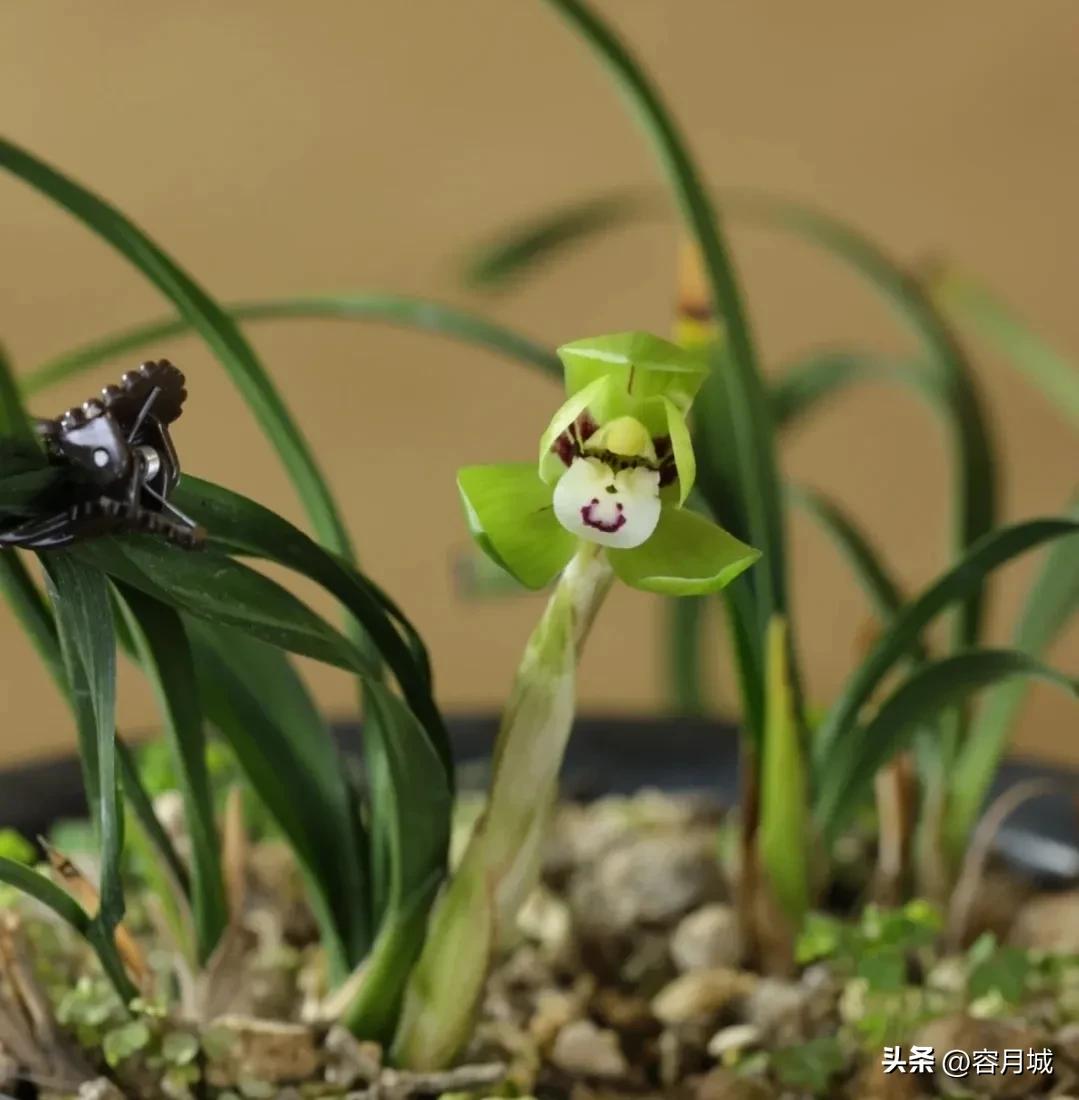 最名贵的兰花排名第一名,史上天价兰花前十名