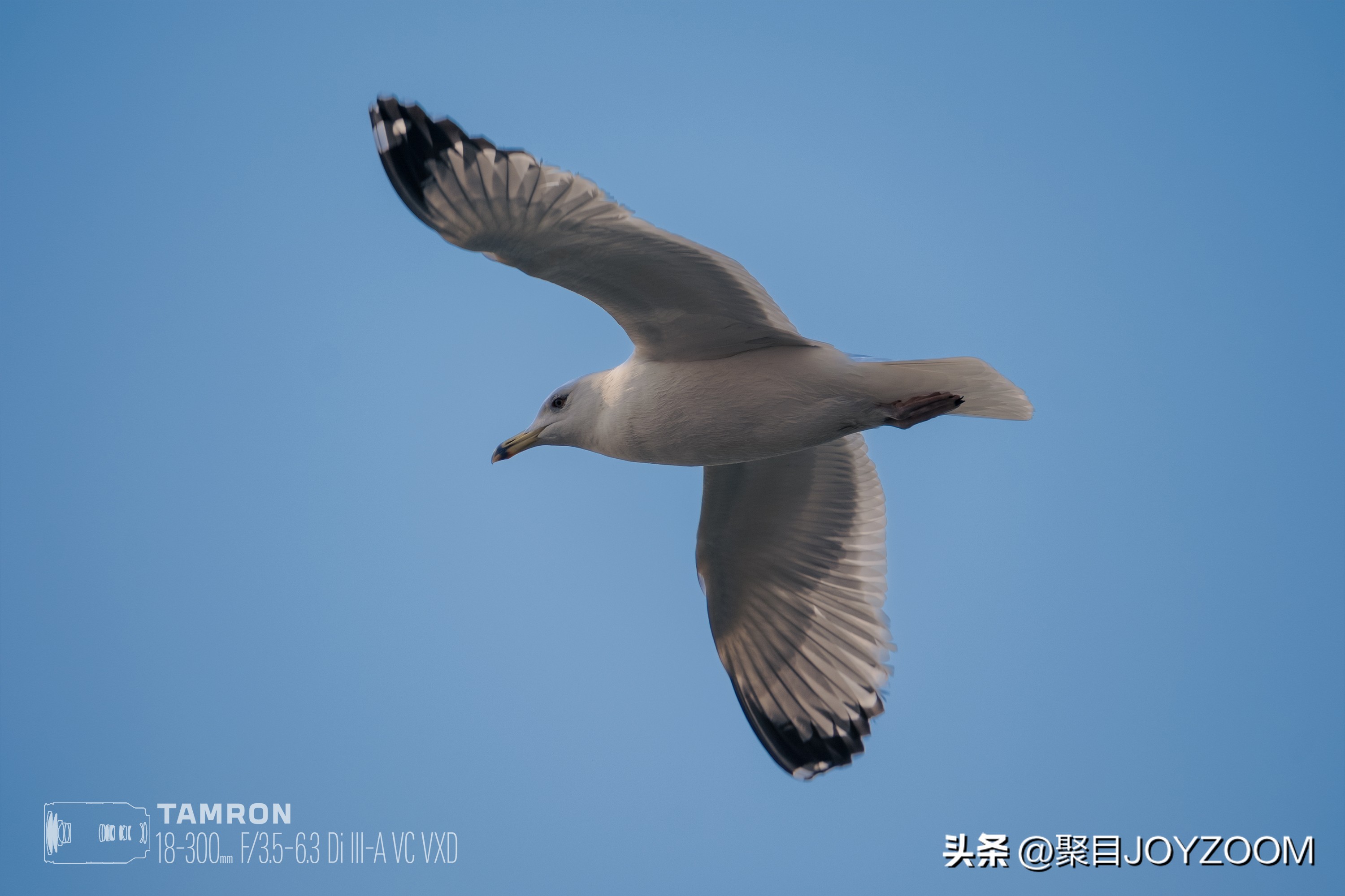 做道单选题：腾龙18-300mmf/3.5-6.3DiIII-AVCVXD镜头使用分享