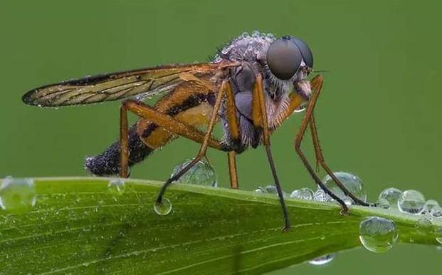 蚊子为什么能在雨中飞行,自然环境下蚊子能飞多高