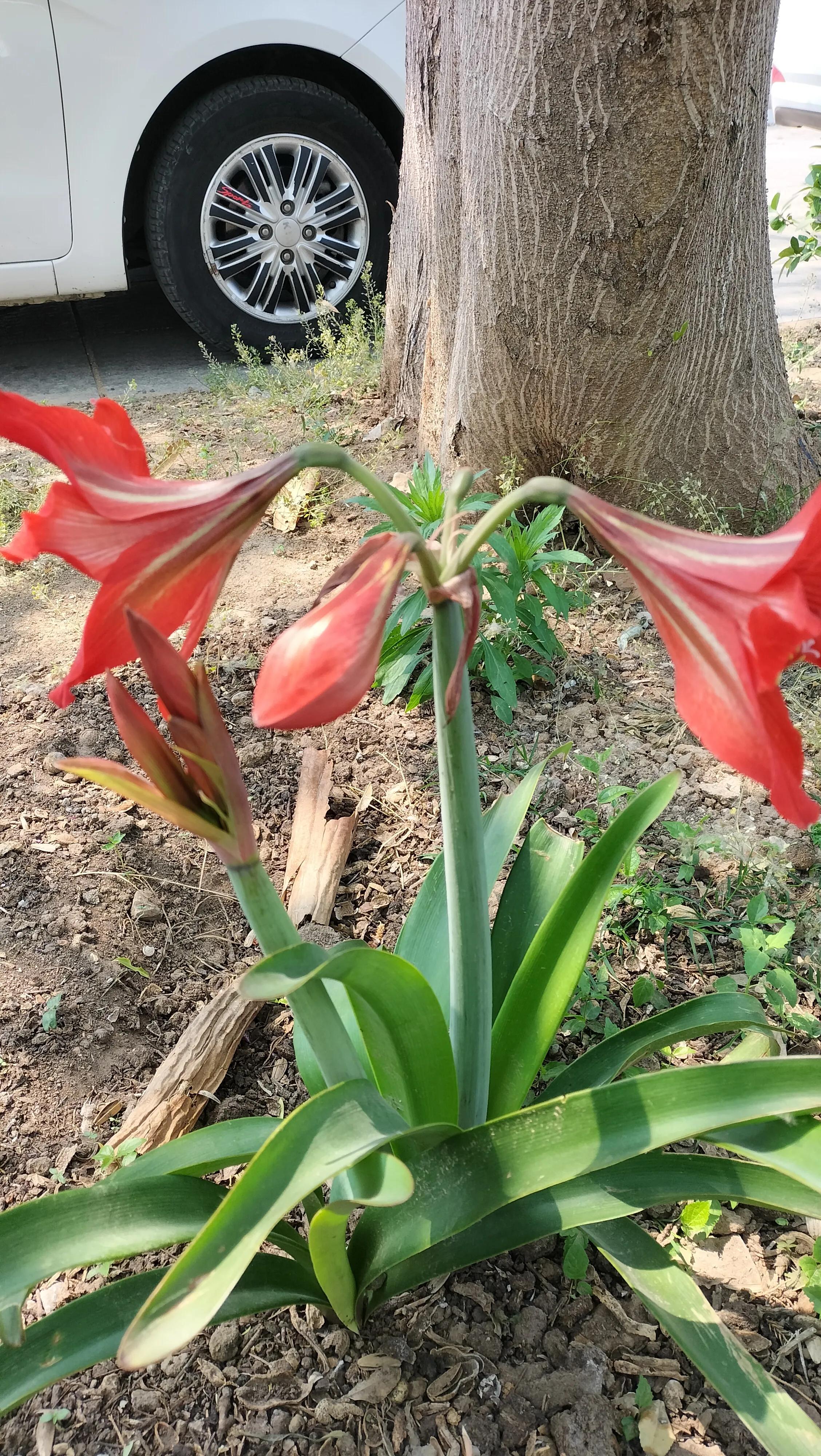 大头兰种植方法,大头兰几个花瓣