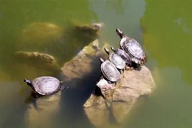 养龟需要晒太阳吗,山瑞龟要晒太阳吗