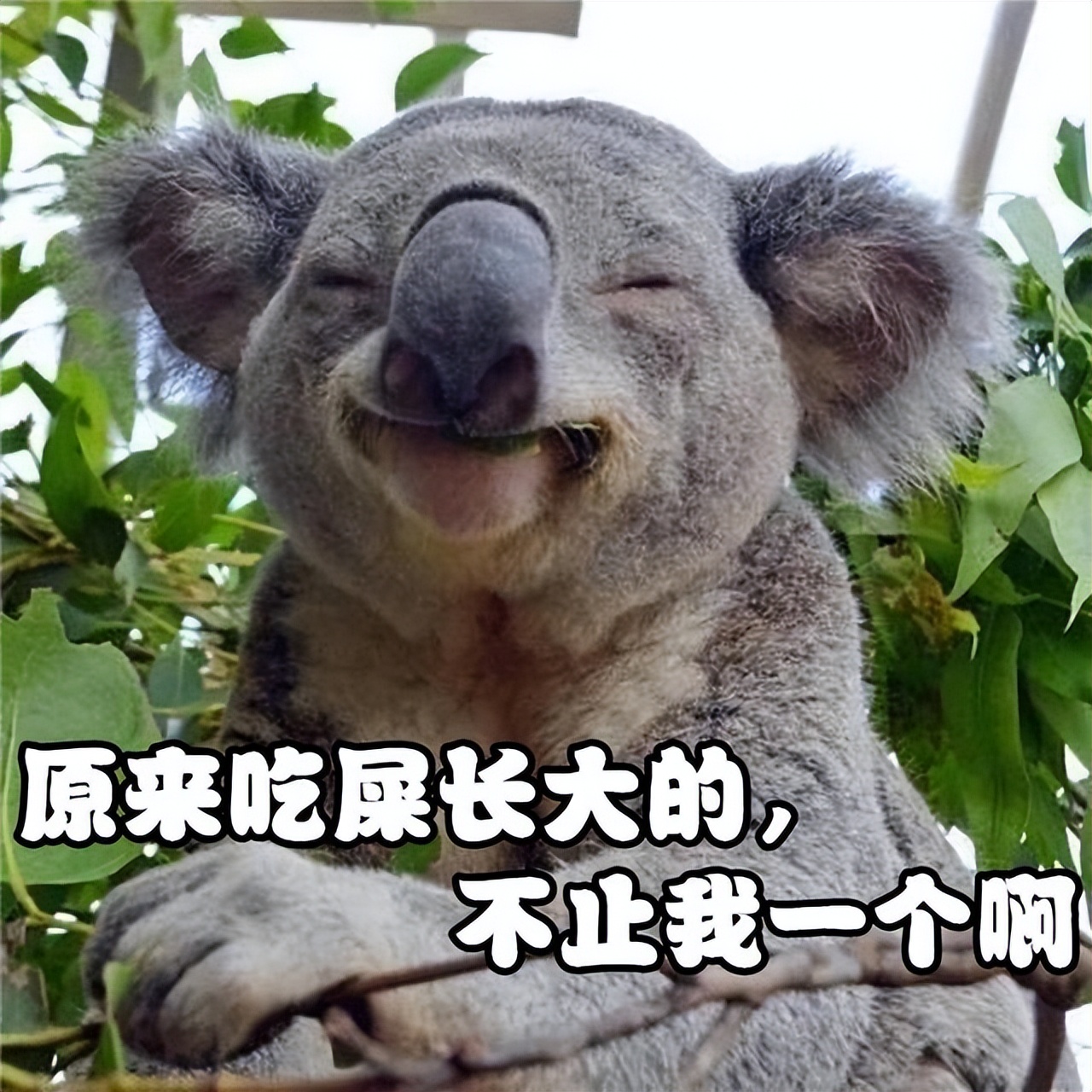 澳洲动物喂宝宝,哪种动物用粪便喂宝宝