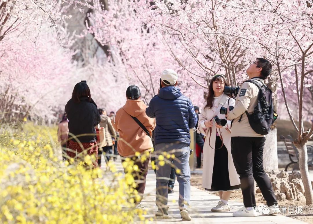 今年天津的桃花堤的桃花节是几号,天津桃花节旅游线路推介