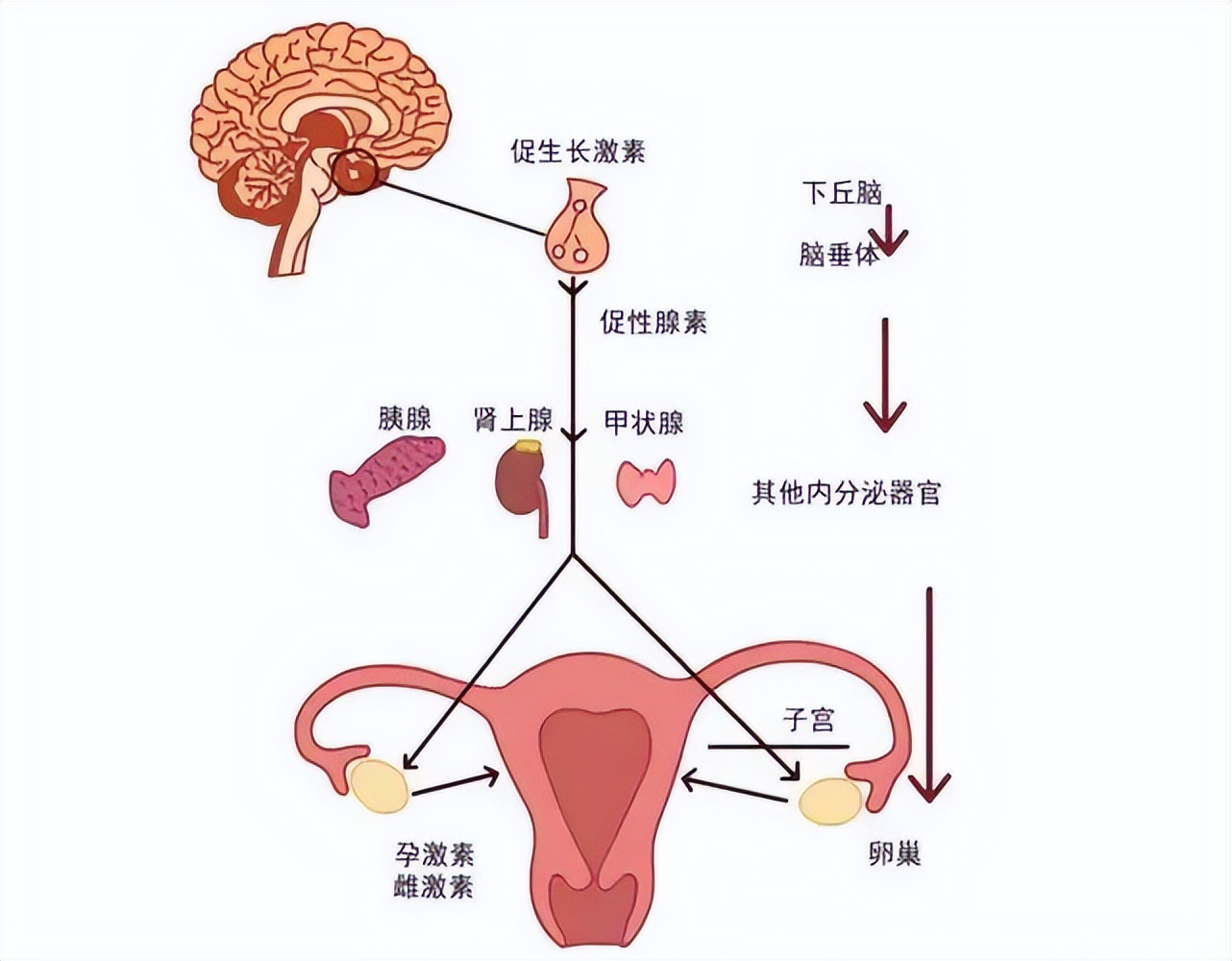 30岁未到,闭经了?这是什么原因导致的?了解下