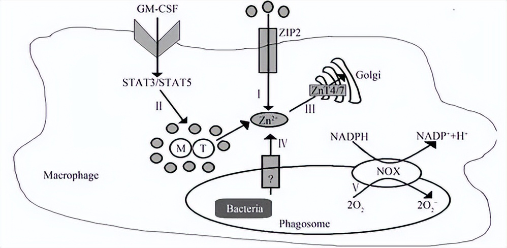 ZIP转运蛋白内部锌摄取的组氨酸突变体细胞活性自我调控机制