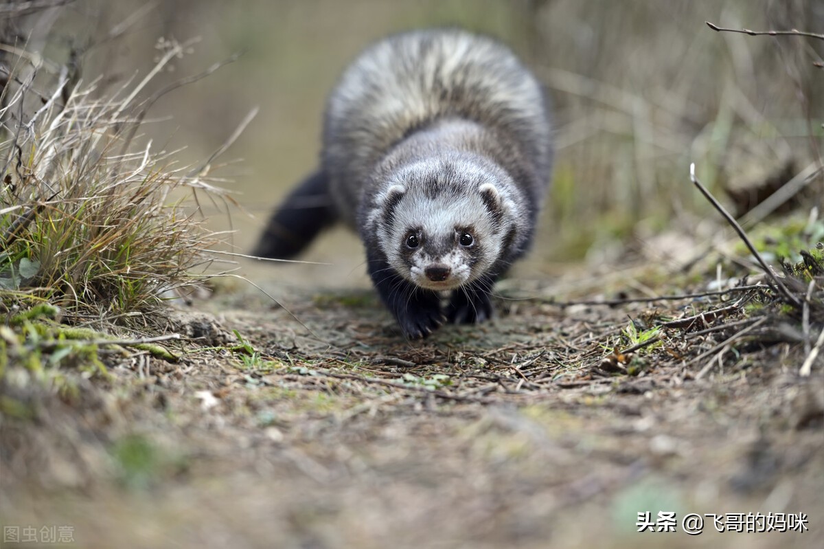 臭屁王吃西瓜,臭屁王偷吃