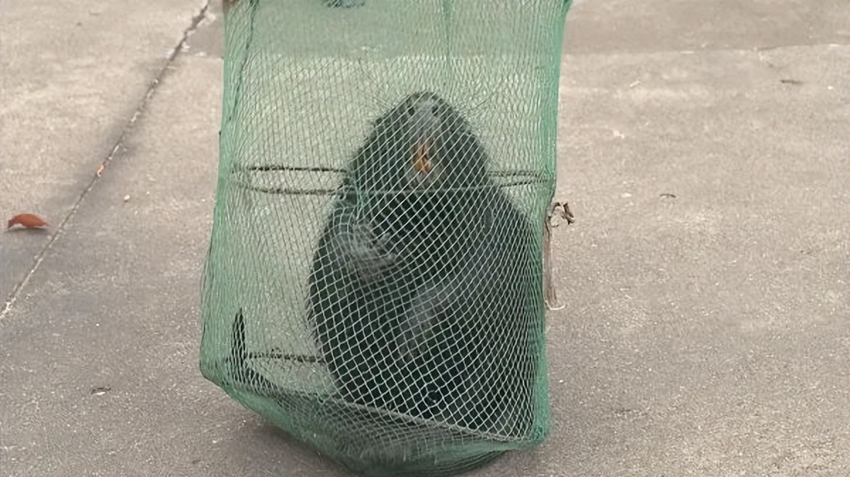 上海多地出现的巨大老鼠,上海发现巨型老鼠重达17公斤