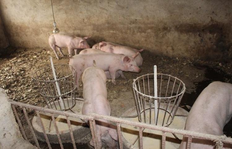 猪便秘不吃药怎么快速通便,猪严重便秘排不出粪便该怎么处理