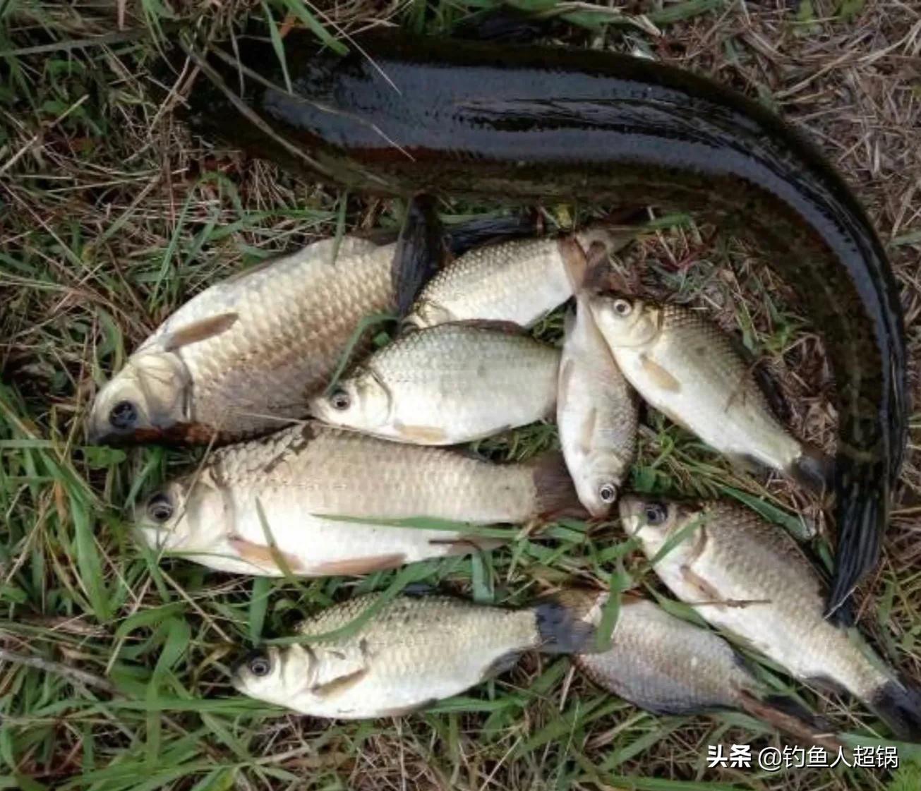 泥鳅钓鱼是白天好钓还是晚上好钓,泥鳅三天钓空水库