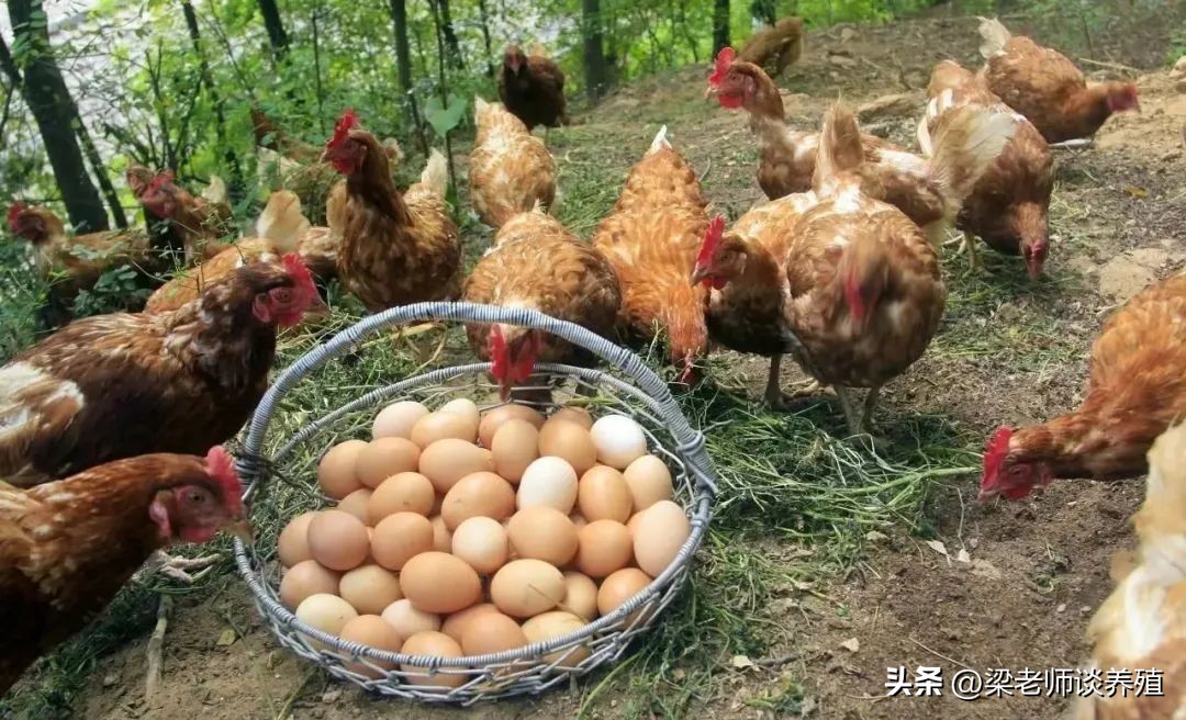 养肉鸡还是土鸡挣钱,养土鸡下蛋挣钱