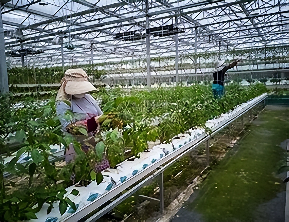 有机农业的基本特征,有机农业的利弊