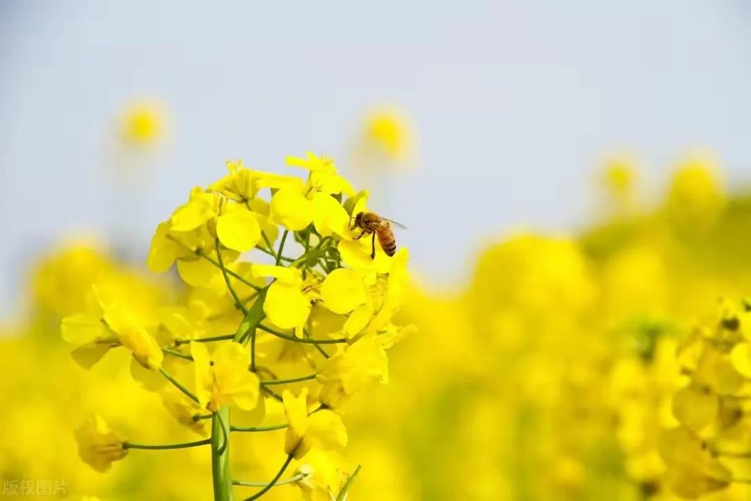 描写春天的姹紫嫣红的古诗,形容春天姹紫嫣红的诗句