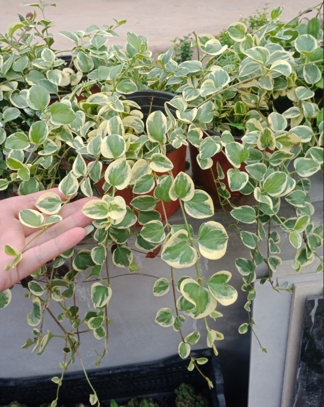 盆栽叶子发黄怎么解决,小盆栽叶子发黄处理方法