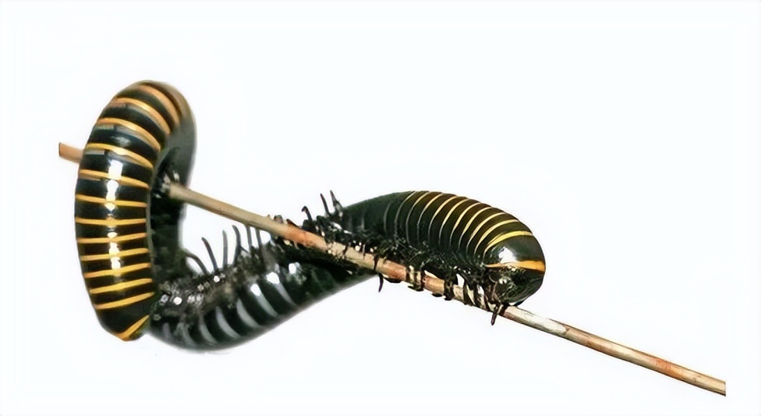 千足虫马陆怎么样,千足虫有毒吗如何治疗