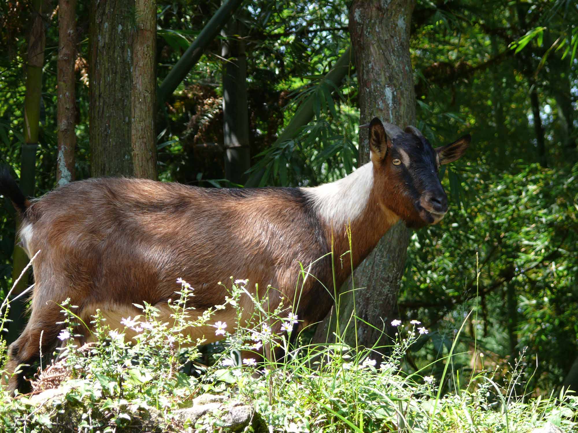山羊还是绵羊的肉好吃,山羊和绵羊哪个前景好