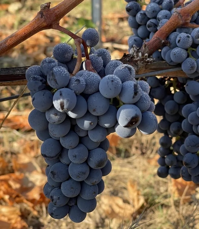 想喝红酒,红酒喝起来酸的正常吗