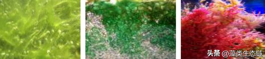 藻类基础知识,鱼塘藻类培养
