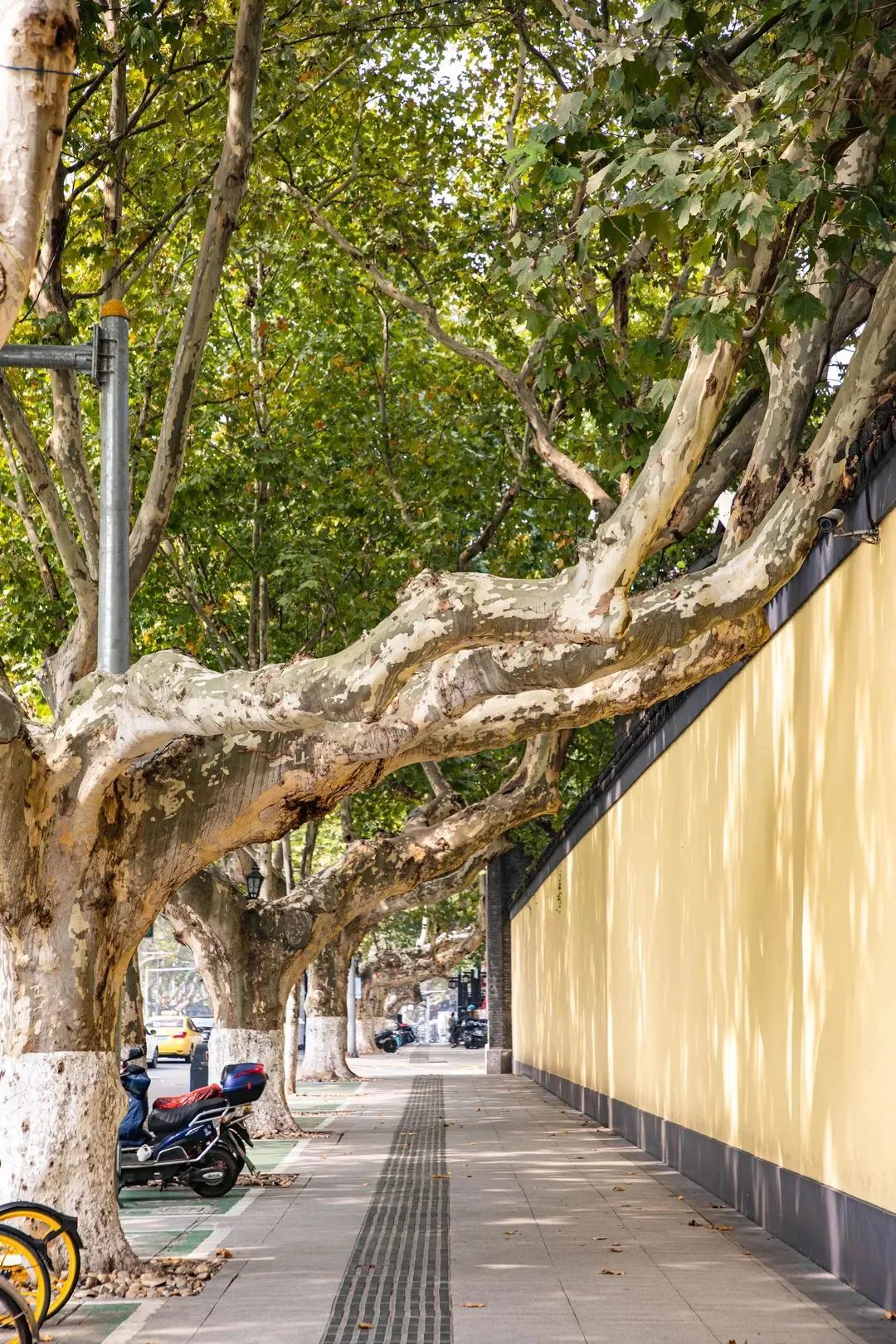 南京的法国梧桐秋天图片,南京法国梧桐秋天