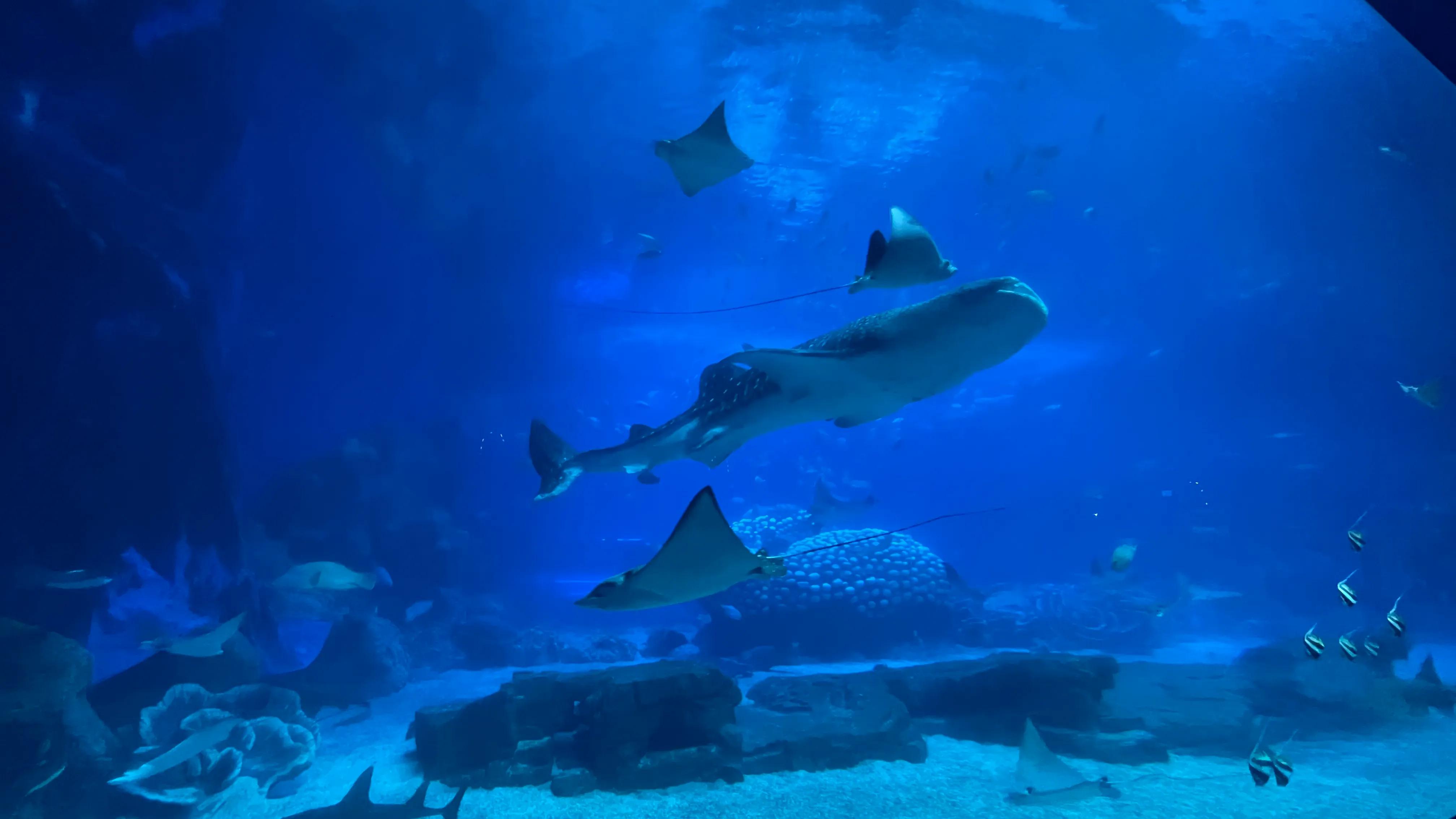 珠海长隆欢乐世界和野生动物园,长隆动物园和珠海海洋王国哪个好