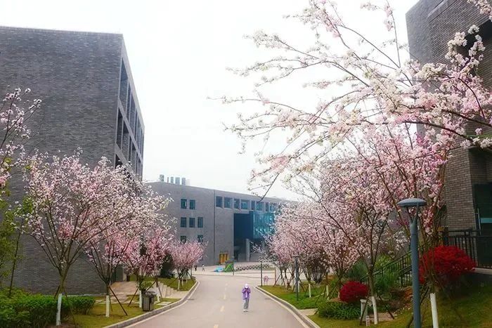 美翻了，四川高职院校风景如画，在这读书好巴适！