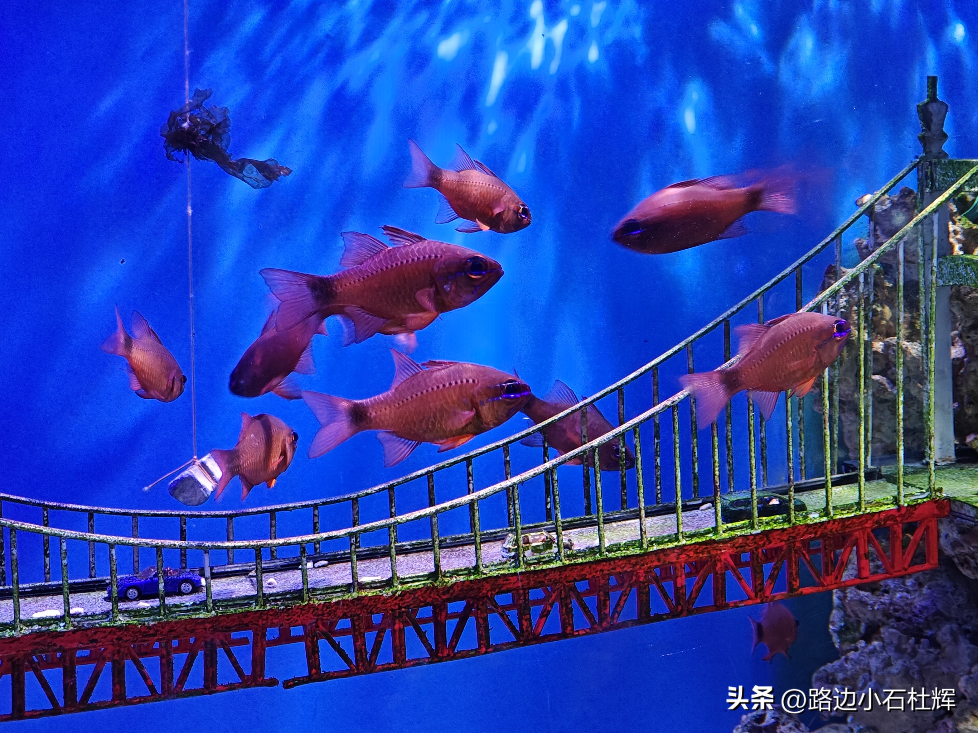 游逛人间,北京海洋馆旅游攻略