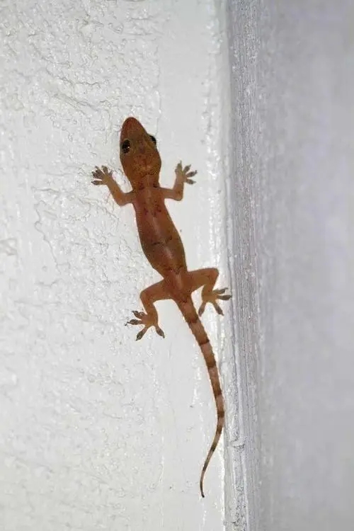 壁虎不是益虫吗为什么是五毒之一,壁虎既然是益虫为什么还是五毒