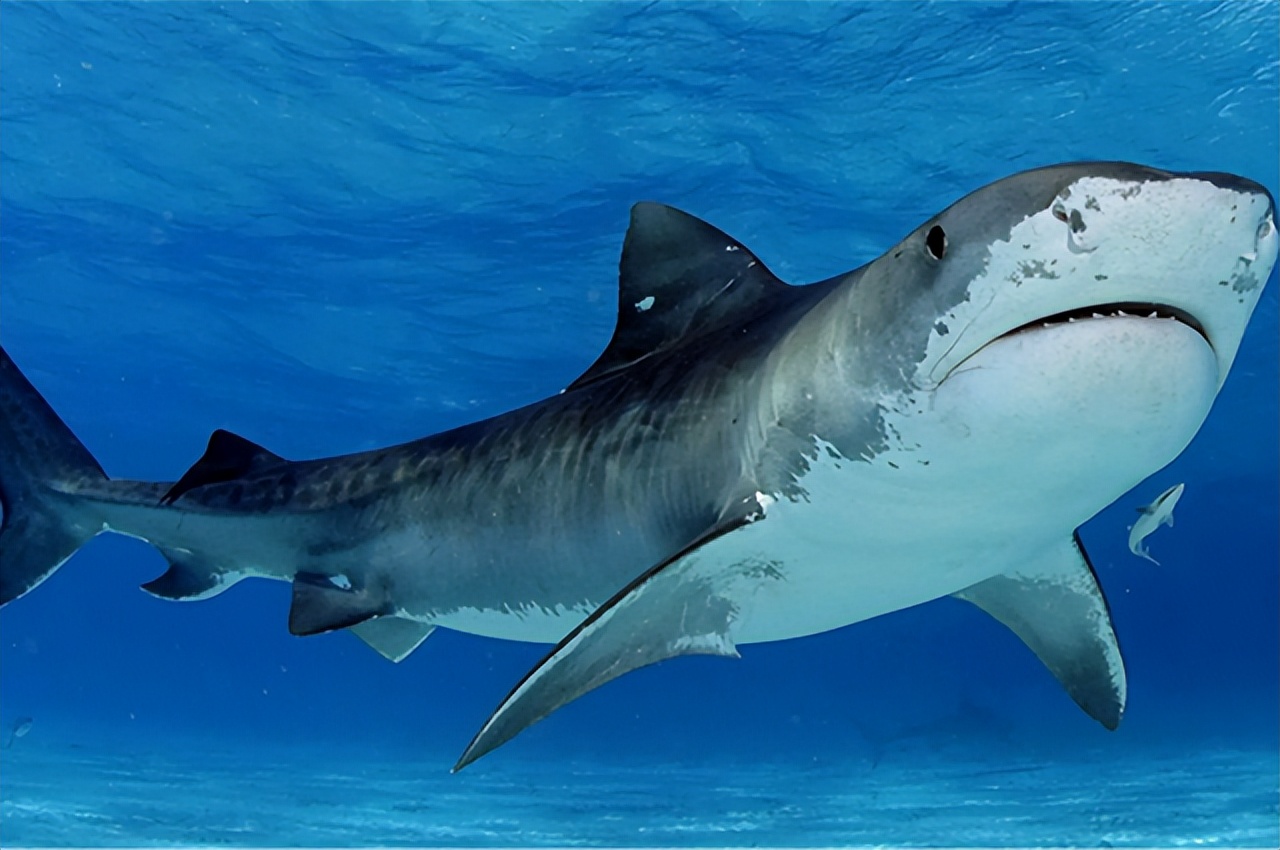 唯一没有癌细胞动物,唯一不会癌变的动物