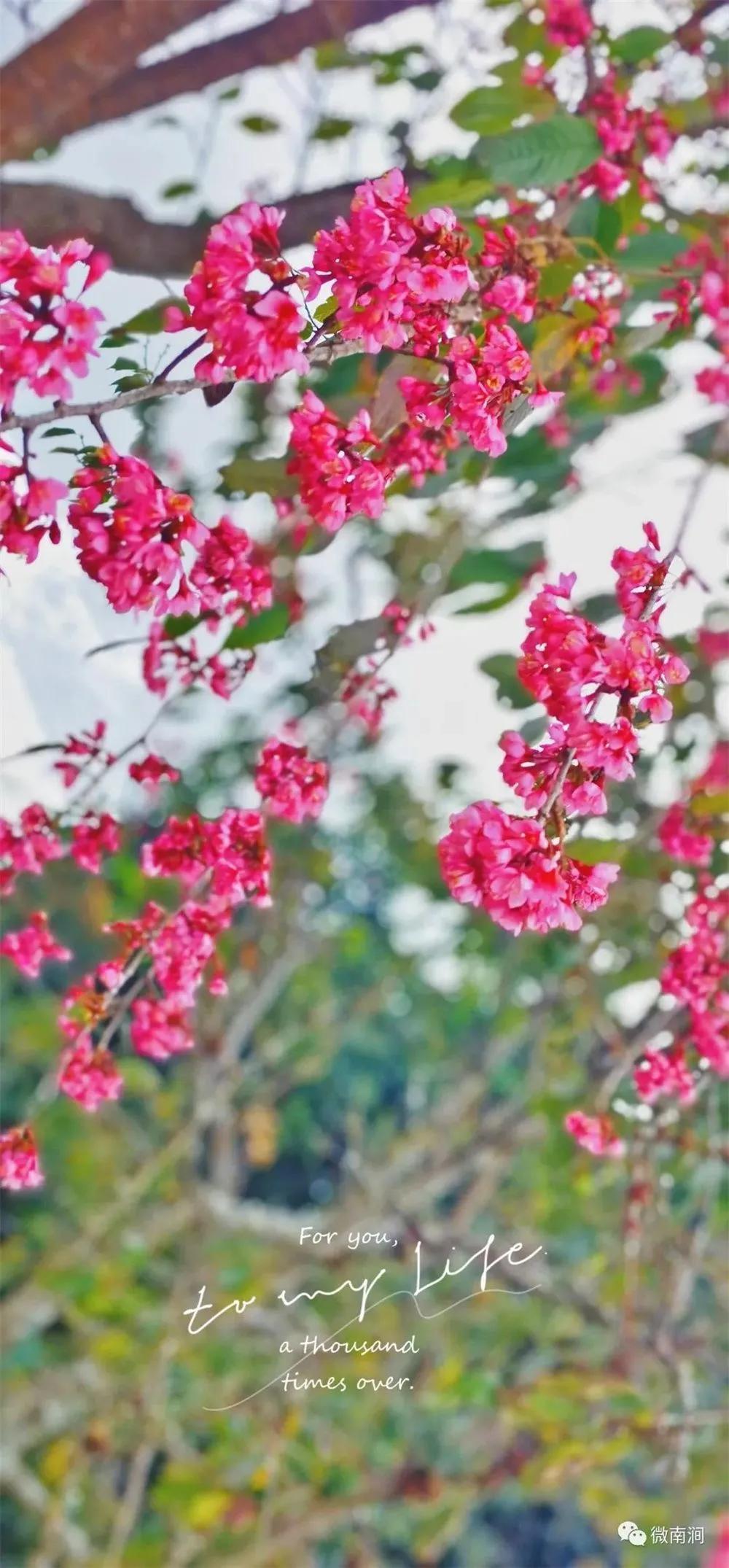 有一种生活叫大理山,有一种生活叫大理夜生活
